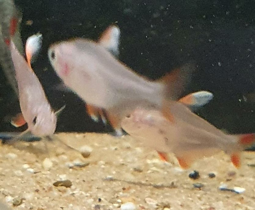 Hyphessobrycon bentosi / Schmucksalmler White Fin in Bremerhaven