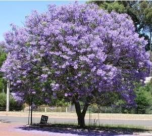 Blauglockenbaum Paulownia fortunei 'Fast Blue', 1jährig Ableger in Wildeshausen