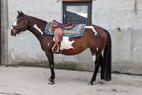 Westernsattel "Action Horse" Lightweight Endurance Hessen - Lautertal Vorschau