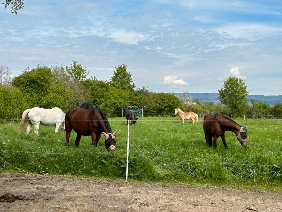 Offenstall, Offenstall Platz, privates Paddock in Heidesheim