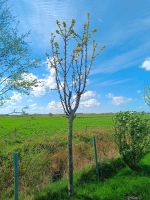 Obstbaum Kirschbaum ca 3m Niedersachsen - Südbrookmerland Vorschau