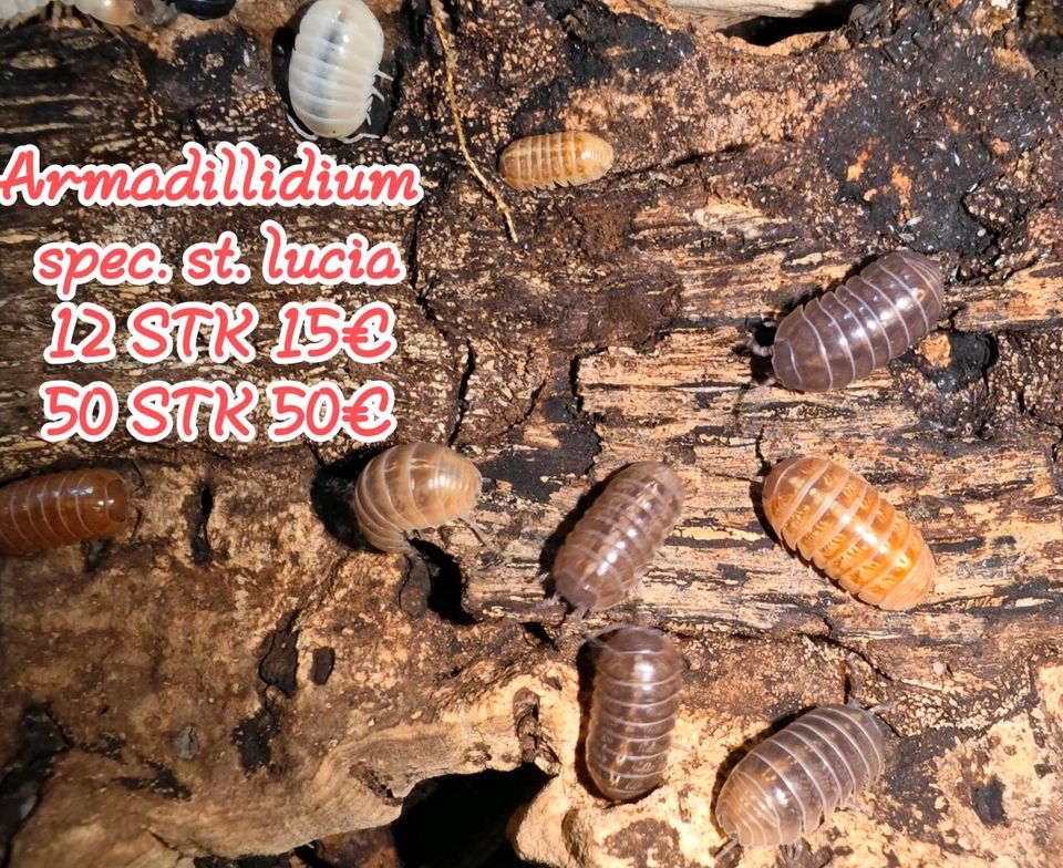 Armadillidium spec. St. Lucia in Michelfeld