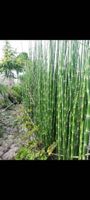 Riesenschachtelhalm Sichtschutz immergrün Hecke Garten Teich Ludwigslust - Landkreis - Malliß Vorschau