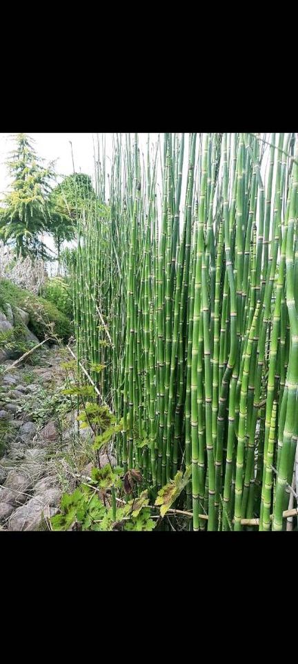 Riesenschachtelhalm Sichtschutz immergrün Hecke Garten Teich in Malliß