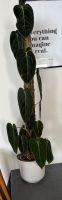 Philodendron Melanochrysum XXL mit Moosstab Nordrhein-Westfalen - Kreuztal Vorschau