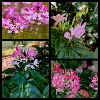 Samen Spinnenblume, Cleome spinosa in Pink/ zart Rosa Niedersachsen - Georgsmarienhütte Vorschau