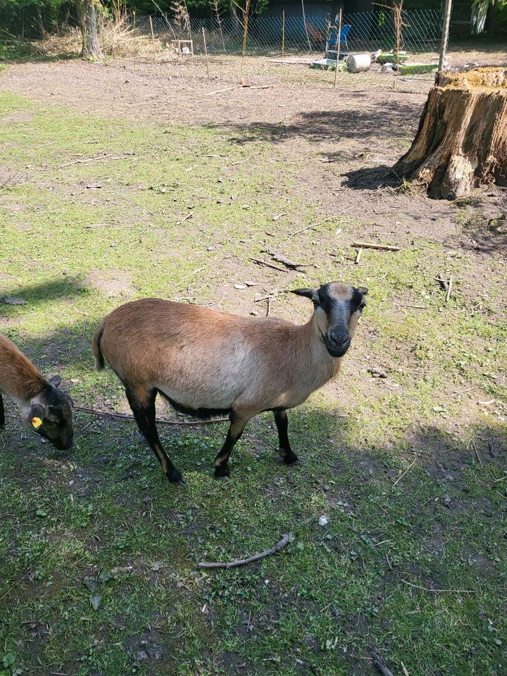 2 Schafe mutter Kamerunschaf in Höxter