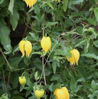 Gold Waldrebe 60-80cm - Clematis tangutica Niedersachsen - Bad Zwischenahn Vorschau