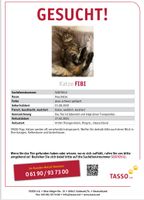 Katze Fibi in Thüngersheim vermisst Bayern - Thüngersheim Vorschau