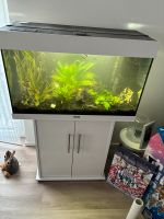 Juwel Aquarium 120l Bayern - Sailauf Vorschau