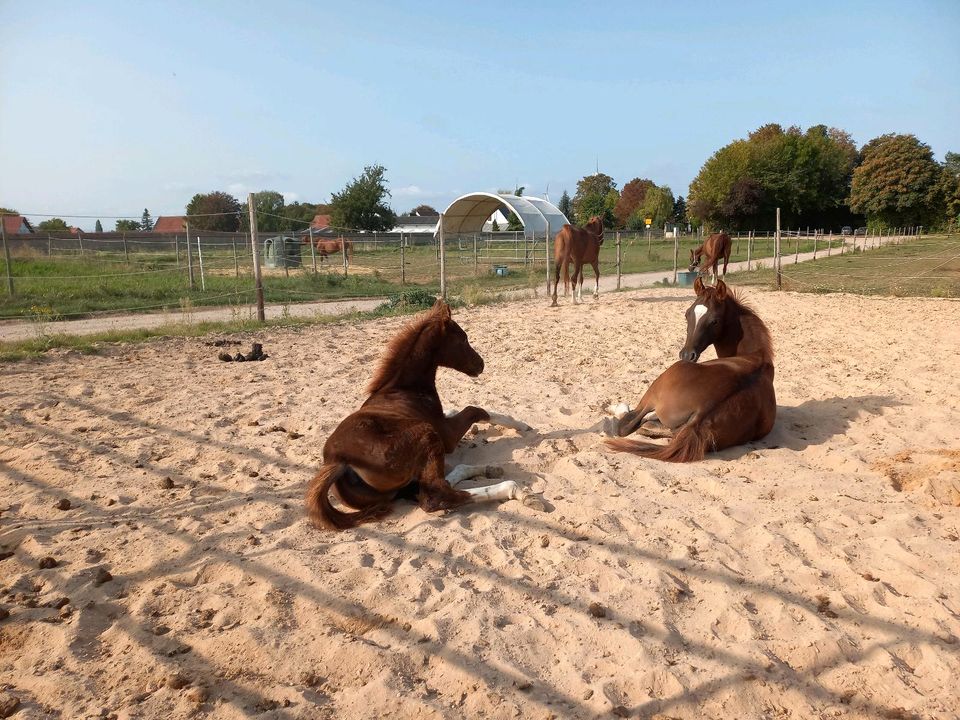 Vollblutaraber Dunkelfuchs Jährling Hengst 4x weiß Warmbluttyp in Hochborn