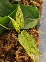 Epipremnum pinnatum cebu blue variegata Nordrhein-Westfalen - Iserlohn Vorschau