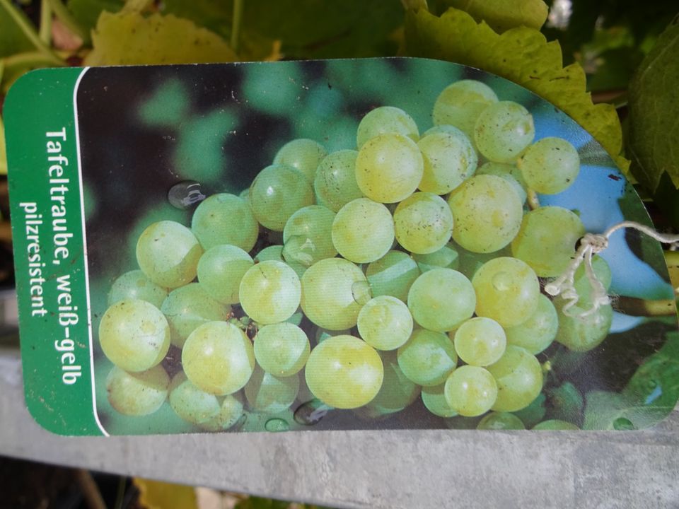 Tafel-Trauben Kernlose Vitis Weintrauben jetzt Kleinanzeigen ist | Bad - Kleinanzeigen Sachsen-Anhalt eBay Schmiedeberg in Weinreben