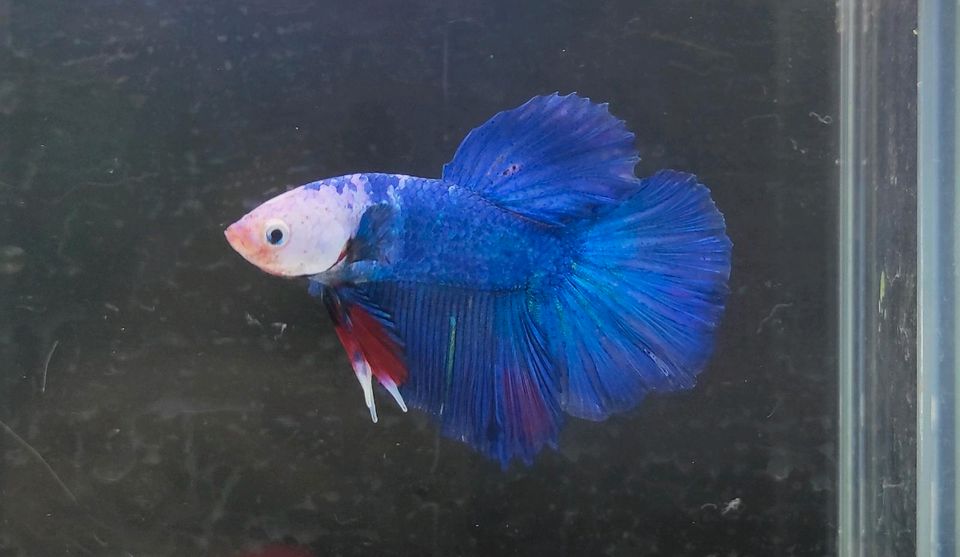 Betta Splendens / Kampffisch / Multicolor Halfmoon Männchen in Brück