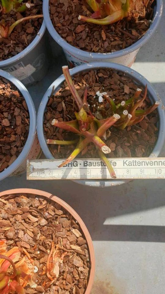 Sarracenia Hybriden, Schlauchpflanze, fleischfressende Pflanzen in Wallenhorst
