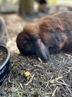 Drei Zwergkaninchen Niedersachsen - Norden Vorschau