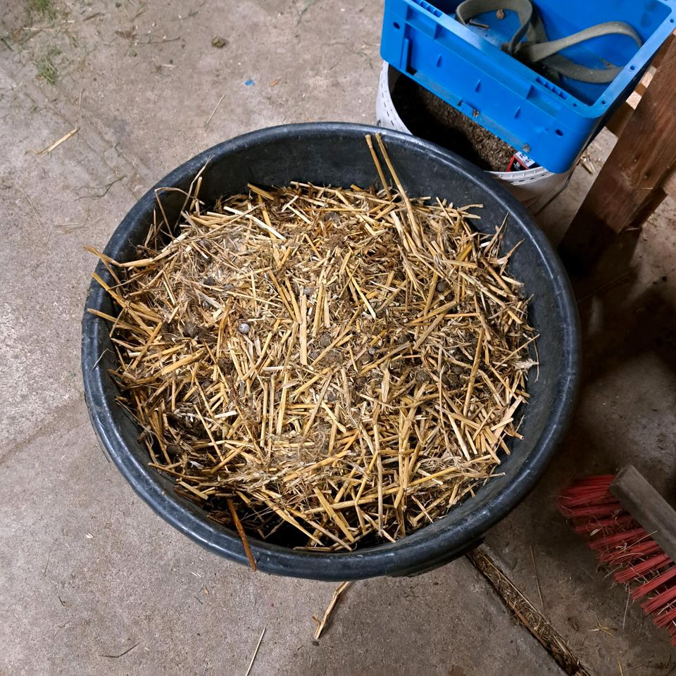 Hasenmist zu verschenken in Meißen