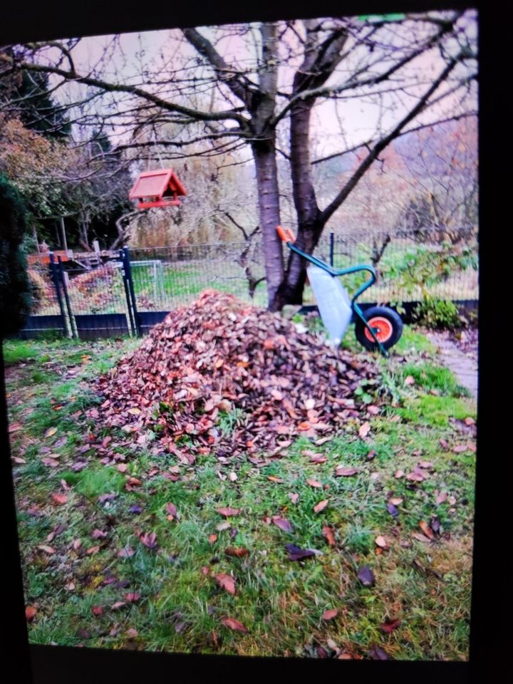 Gärtner,Gartenarbeiten,Hecke,Baumschnitt,Laub,Schuppenabriss,Zaun in Leipzig