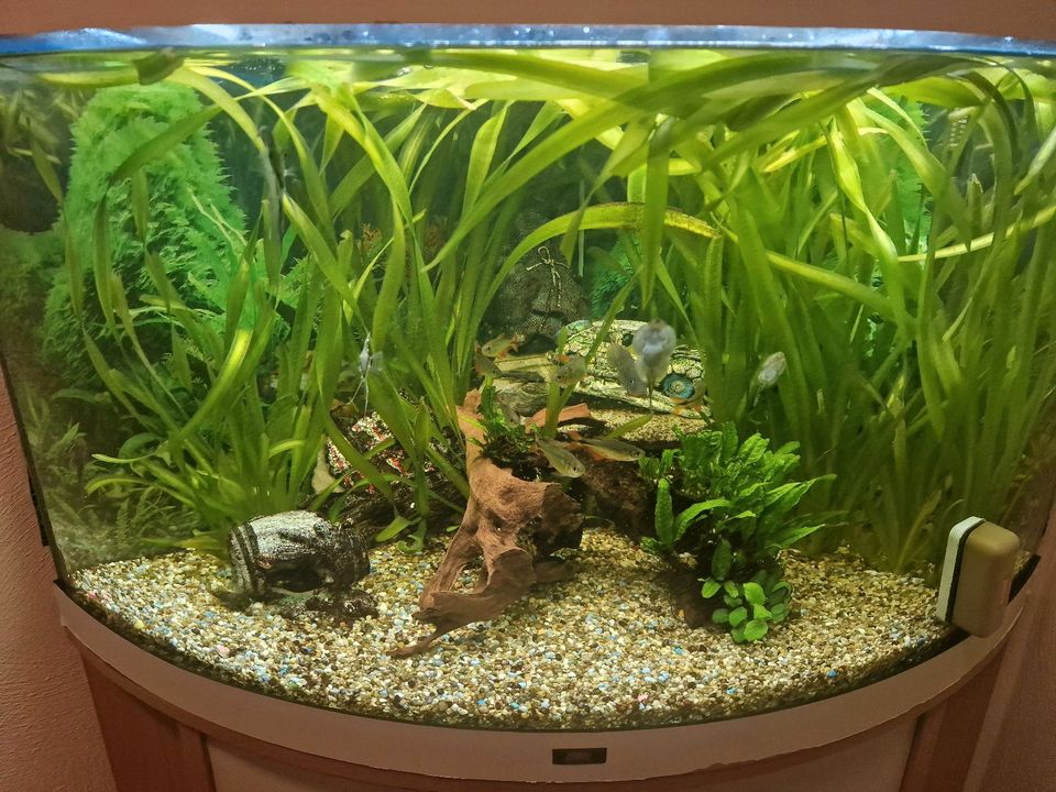 Verkaufe ein 190 Liter Juwel Eck Aquarium in Uedem