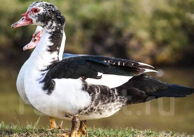 Kücken Flugenten , Warzen Enten  Ente Eine Ente in Mannheim