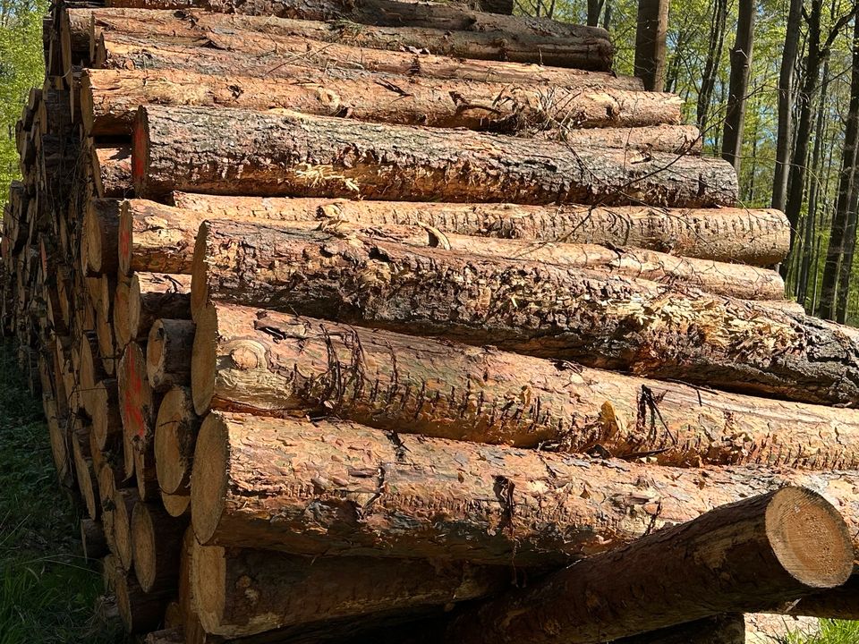 Stammware Esche Buche Eiche Kaminholz Brennholz in Königslutter am Elm