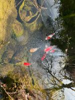 Koi Karpfen / Brokatkarpfen / Fisch Baden-Württemberg - Simmozheim Vorschau