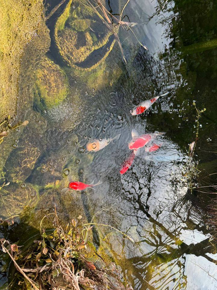 Koi Karpfen / Brokatkarpfen / Fisch in Simmozheim