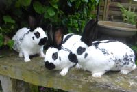 Reinrassige Kaninchen, Englische Schecken (Zuchttiere) Nordrhein-Westfalen - Heinsberg Vorschau