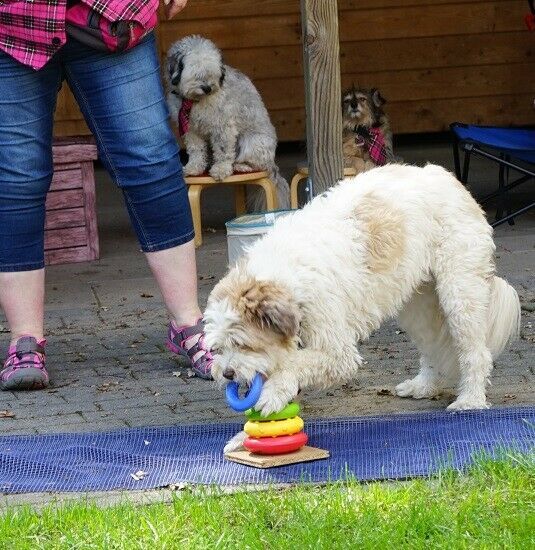 Die Hunde-Show für Kindergeburtstage, Seniorenheime uva Events in Dortmund