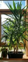 Yucca-Palme 200 cm hoch Bayern - Anger Vorschau