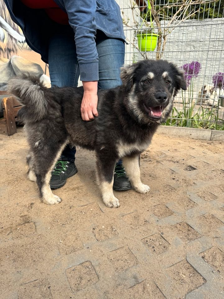 Verspielter BLUE ❤️ aus dem Tierschutz sucht seine Familie in Möckern