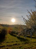 Suchen 2 Wohnungen (2 Personen und Einzelperson) Baden-Württemberg - Bermatingen Vorschau