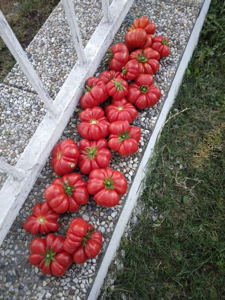 Costoluto Genovese Bio Tomatensamen | samenfest in München