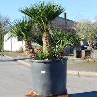 Zwergpalme Chamaerops Humilis 150cm hoch (Nr.33) Multistamm Nordrhein-Westfalen - Oberhausen Vorschau