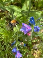 30 Samen Gewöhnlicher Natternkopf, Schmetterling, Insekten, Biene Bayern - Baldham Vorschau