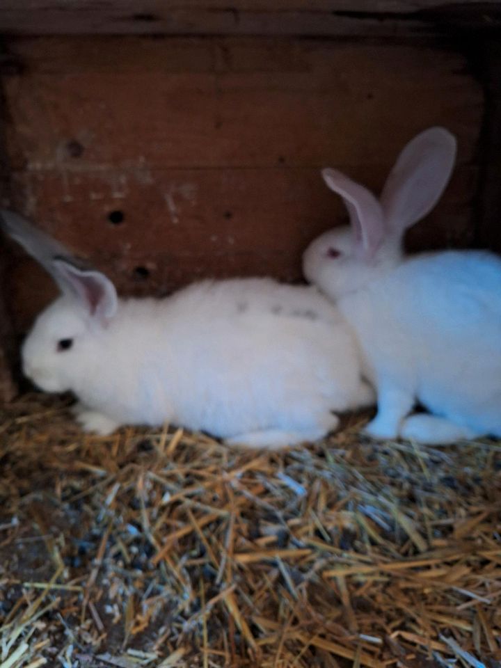 Hasen Kaninchen in Schönau-Berzdorf