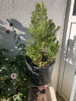 Thuja / Lebensbaum Bayern - Wunsiedel Vorschau