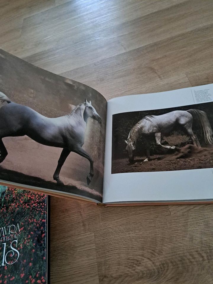 Buch Pferd Reiten Vavra Equus Grazie Schönheit in Eilsdorf