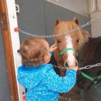 American Miniature Horse Wallach 16 Jahre Baden-Württemberg - Rheinfelden (Baden) Vorschau