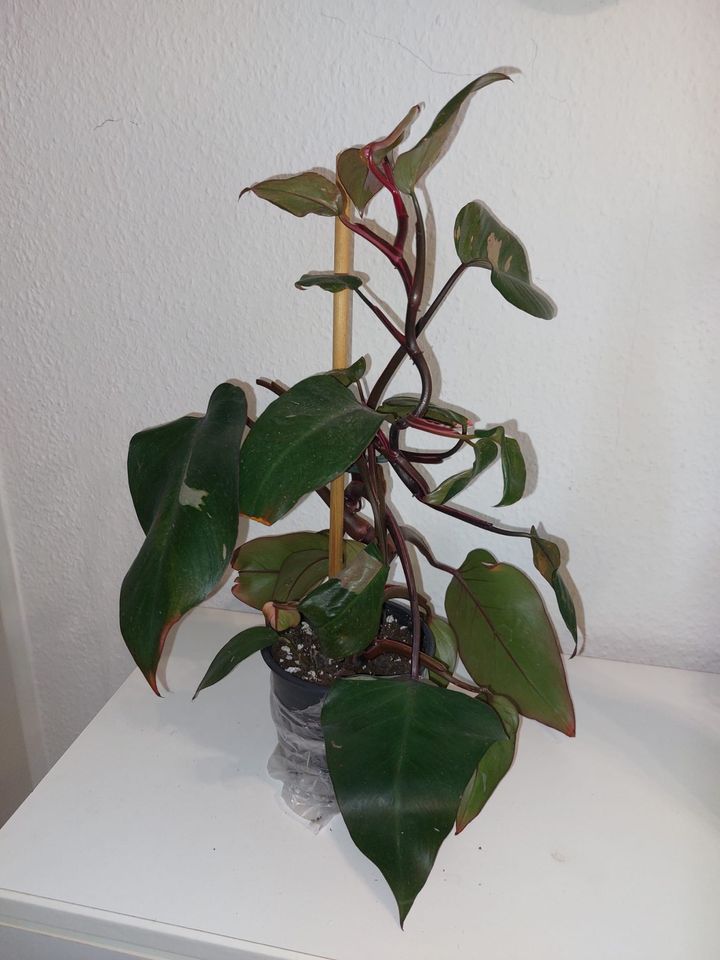 Philodendron Pink Princess in Berlin