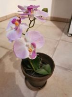 Künstliche Orchidee, Inkl Übertöpfe und Untersetzer Bayern - Zeilarn Vorschau