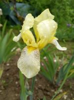 Schwertlilie/Bartiris " Iris Flavecens" alte deutsche Sorte Baden-Württemberg - Vaihingen an der Enz Vorschau