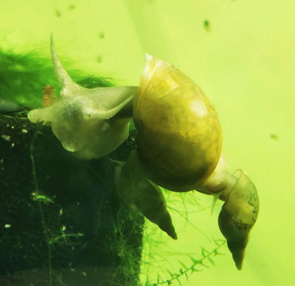 Spitzschlammschnecke Joda Aquarium, Schnecken in Neuzelle