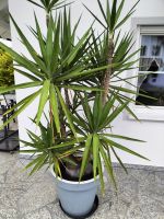 Yucca Palme groß 230cm Garten mit Topf Bayern - Niederwinkling Vorschau