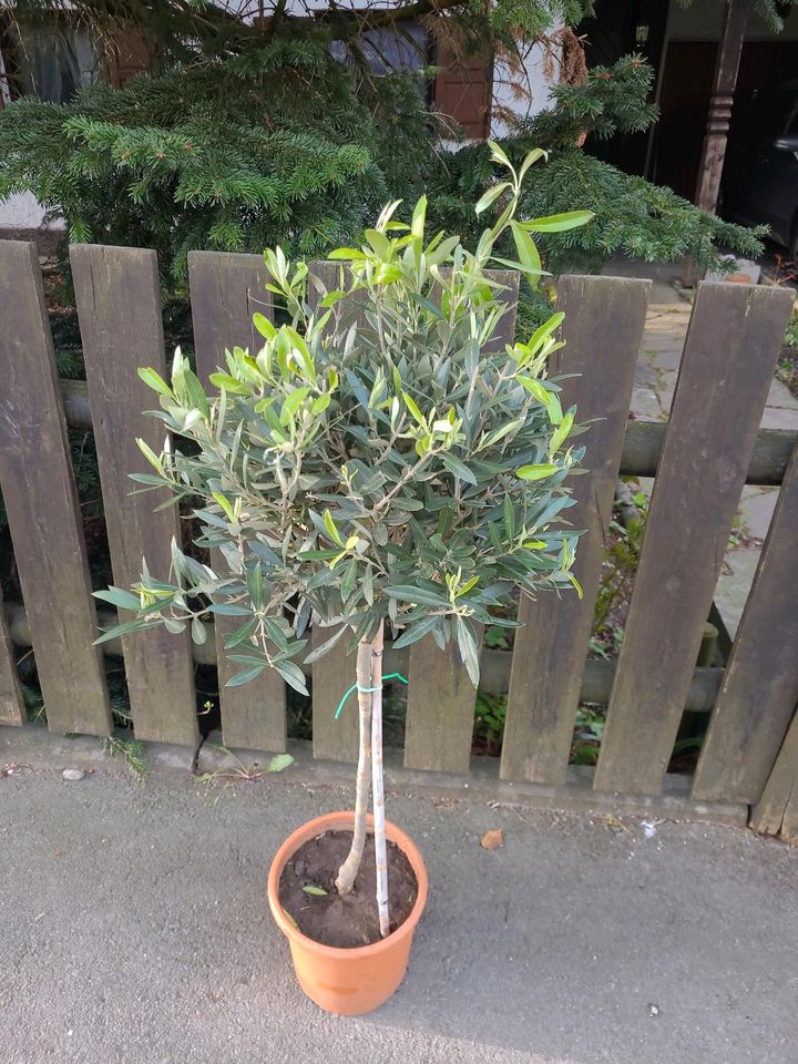 Olivenbaum ist 95 cm hoch in Bad Aibling