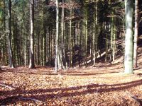 Wald Waldgrundstück Waldstück Laubwald GESUCHT Niedersachsen - Melle Vorschau