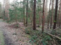 Feuerholz selbst Einschlagen; Brennholz / Kaminholz / Nadelholz Thüringen - Stadtroda Vorschau