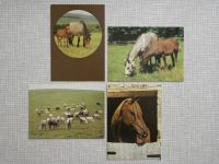 DDR  Postkarte Tiere   Hunde | Pferde | Nashorn | Tierpark Suhl Thüringen - Steinbach-Hallenberg (Thüringer W) Vorschau