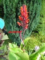 Canna Indica / Indisches Blumenrohr / PURPUREA / rot Sachsen - Borna Vorschau