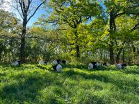 Grünland Weide Wiese zur Pacht gesucht (Ziegen) Brandenburg - Potsdam Vorschau